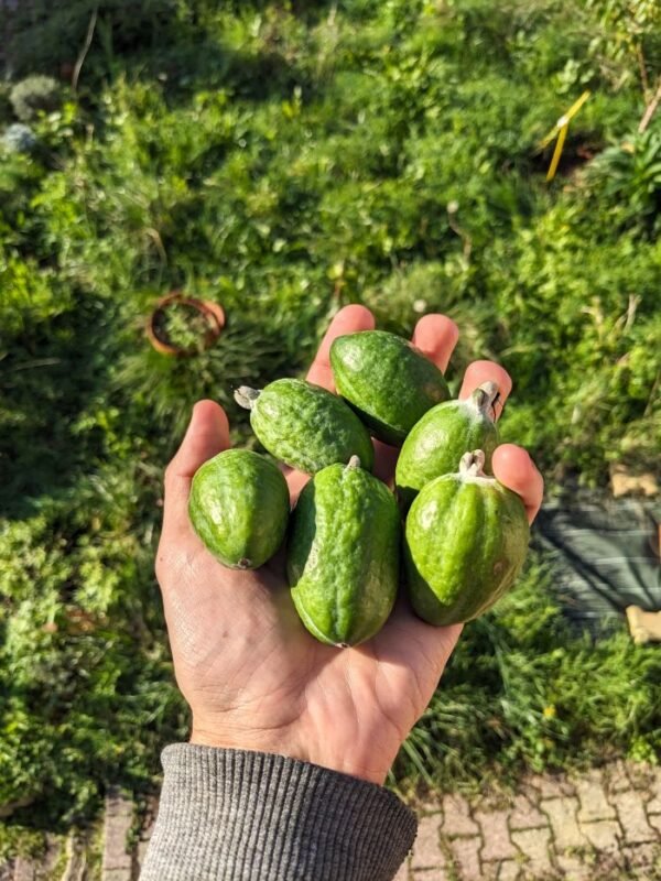 Feijoa sellowiana goyaver du brésil