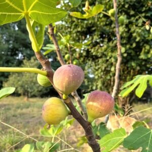 figuier bifère madeleine des deux saisons dordogne