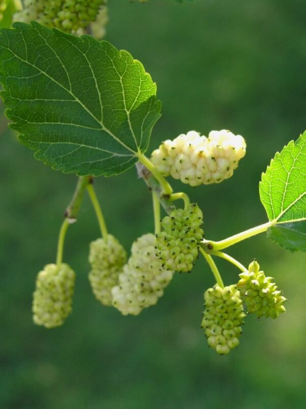 murier blanc
