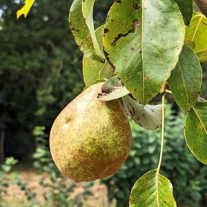poire doyenné du comice