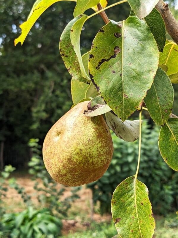 poire doyenné du comice