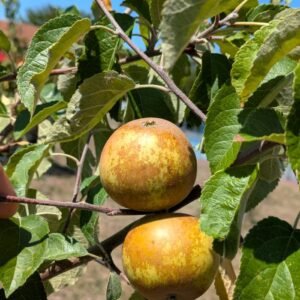 pommier azéroli anisé dordogne