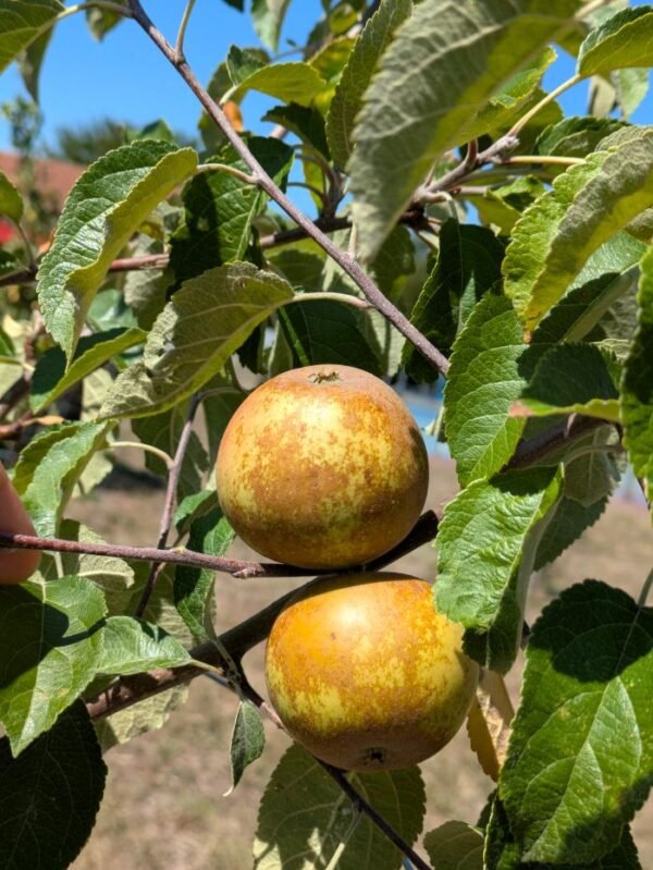 pommier azéroli anisé dordogne