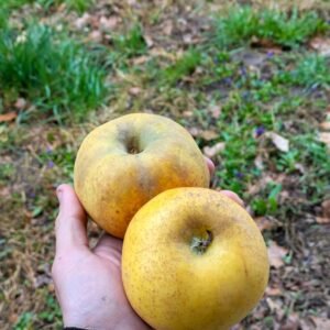 pommier chantecler