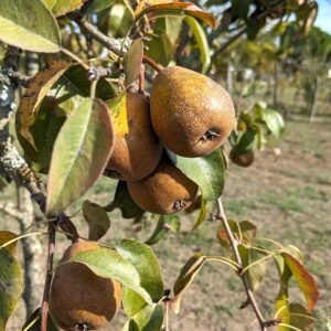 Poirier de Marsanneix Poire de Marsanneix pépinière dordogne