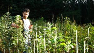 pépinière d'arbres fruitiers en dordogne