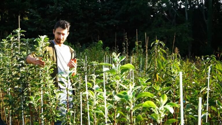pépinière d'arbres fruitiers en dordogne