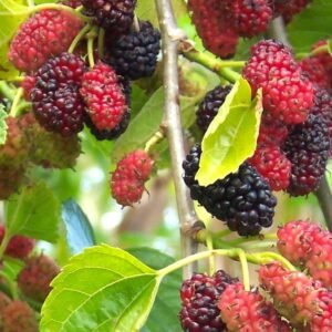 Murier à fruits Shin Tso