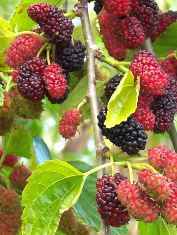 Murier à fruits Shin Tso