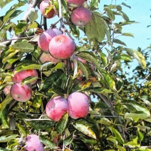 Pommier rose de saint yriex