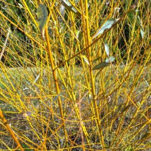 Saule des vanniers jaune