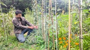 Pourquoi greffer les arbres fruitiers ?