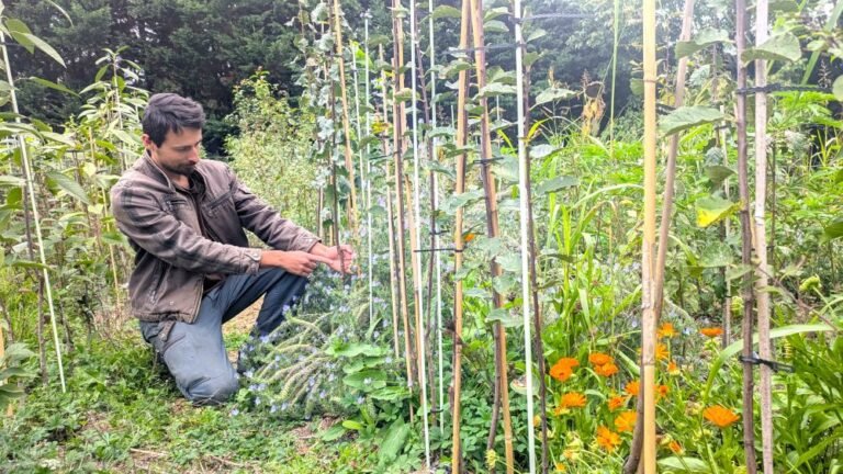 Pourquoi greffer les arbres fruitiers ?