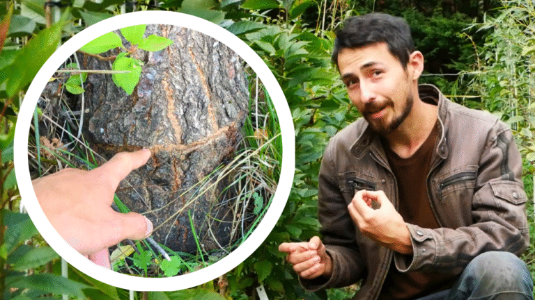 arbres fruitiers points de greffe