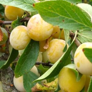 prunier des béjonnières acheter