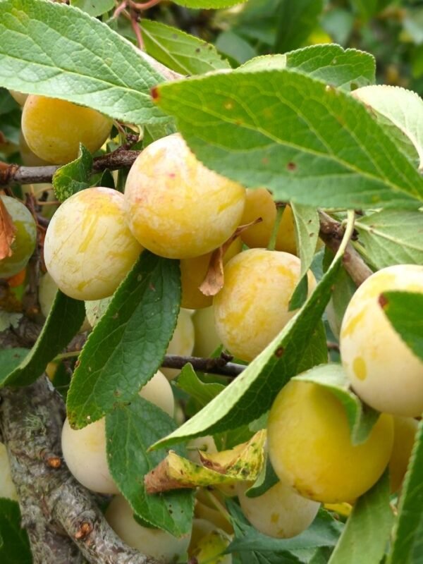 des béjonnières petit prunier des béjonnières acheter