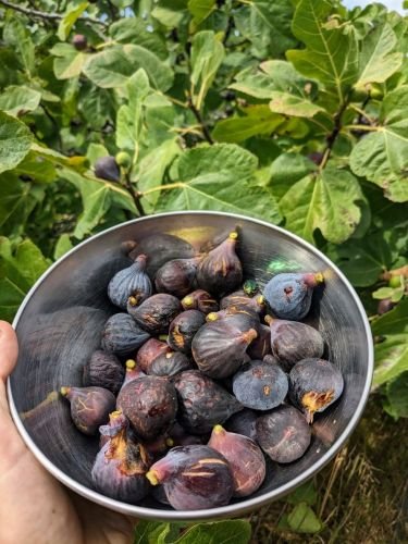 Comment gérer les figuiers ?