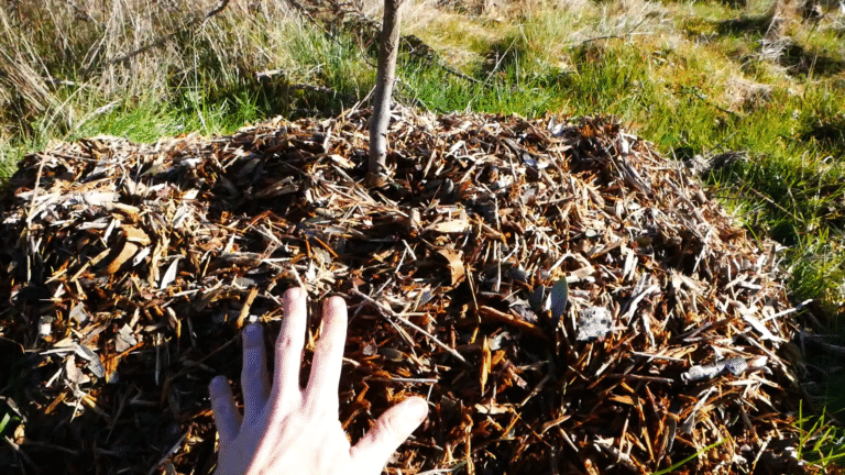 Comment pailler ses arbres fruitiers - pépinière