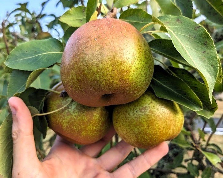 Poirier pépinière dordogne