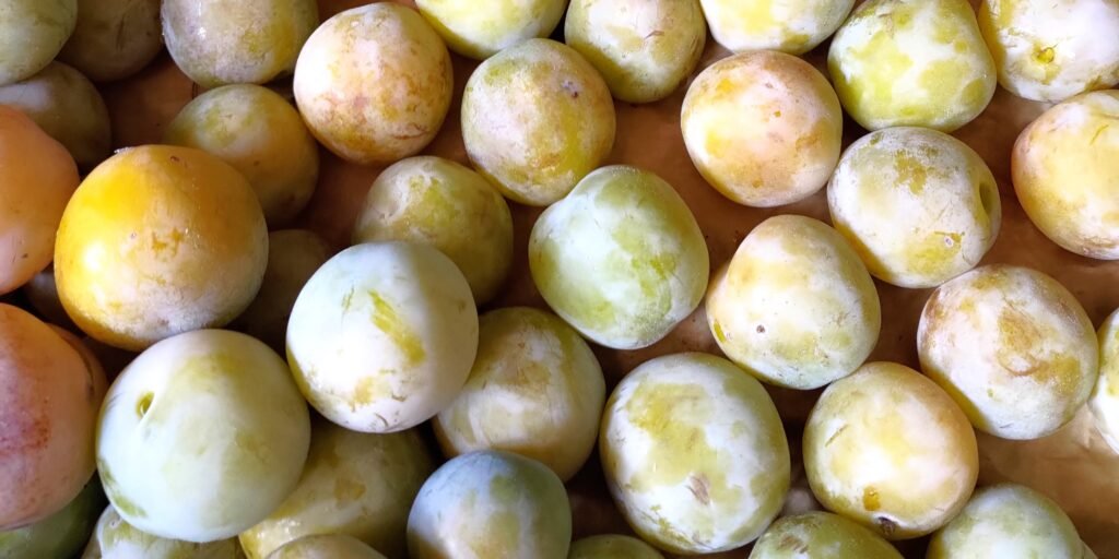 pépinière arbres fruitiers dordogne