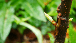 La greffe en écusson, la greffe du poirier