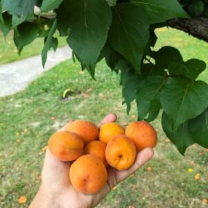 Abricotier Polonais
