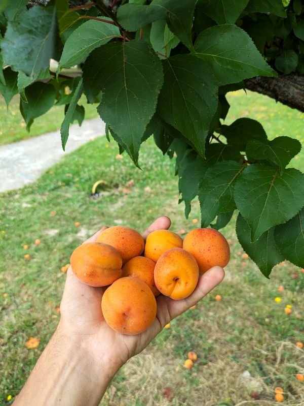 Abricotier Polonais