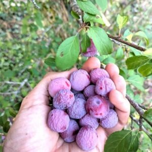 prune saint jean prune précoce