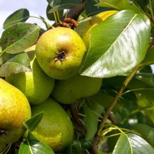 poirier citron des carmes