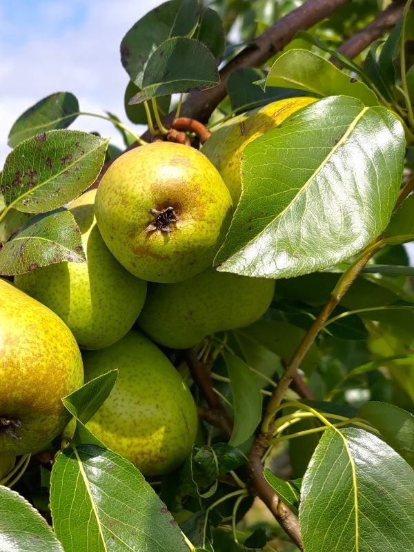 Poire citron des carmes poirier citron des carmes