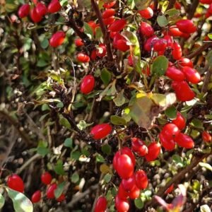 Berberis red tears