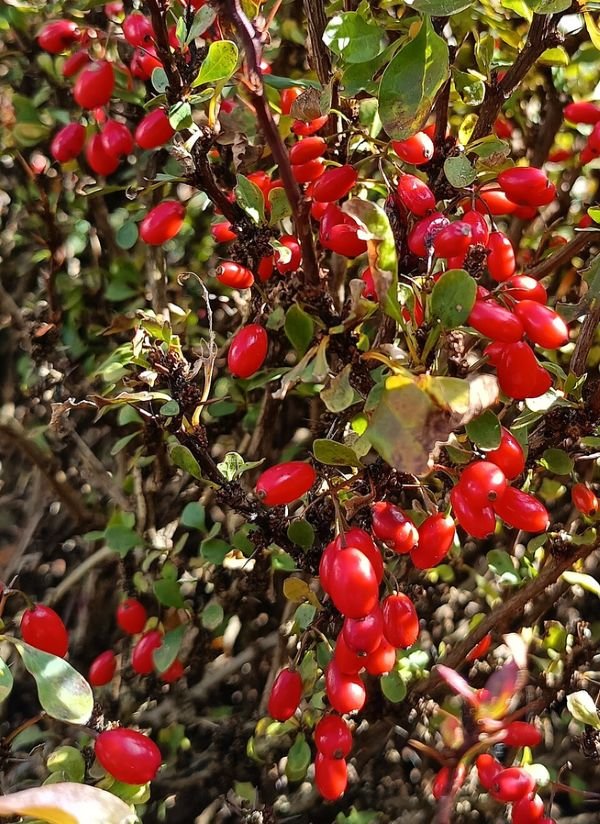 Berberis red tears