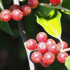 eleagnus à gros fruit sweet n tart