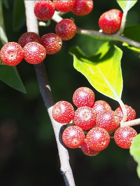 eleagnus à gros fruit sweet n tart
