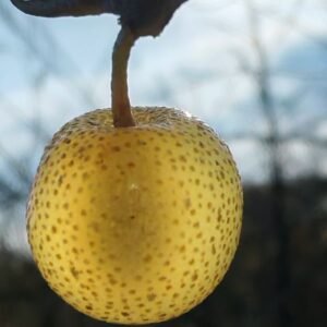 Eleagnus umbellata amber chalef à fruits