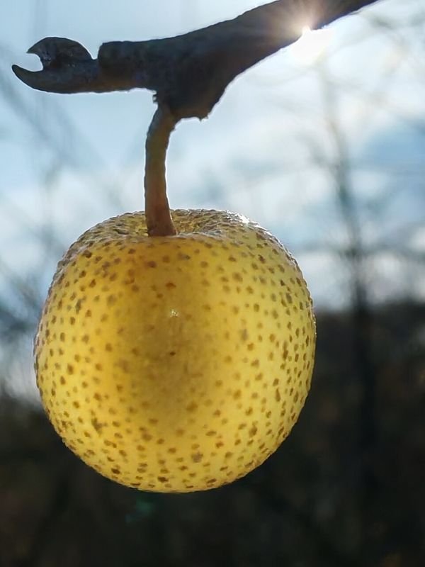 Eleagnus umbellata amber chalef à fruits