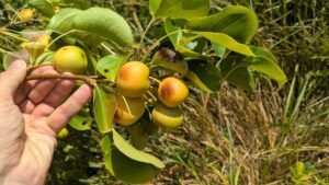 arbres fruitiers canicule chaleur brulure