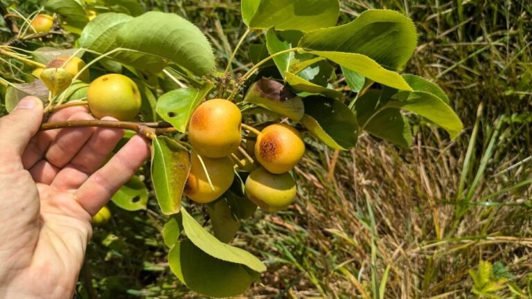 arbres fruitiers canicule chaleur brulure