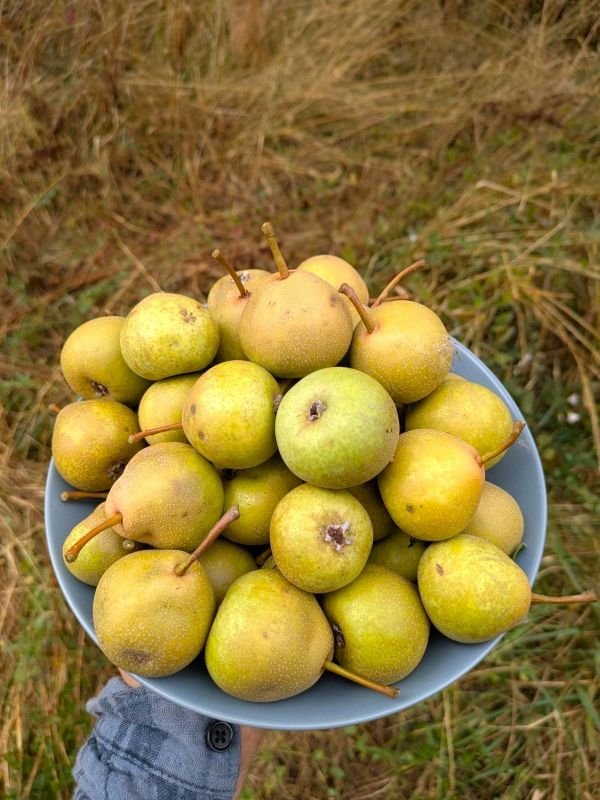 poire saint jean poirier saint jean précoce juin