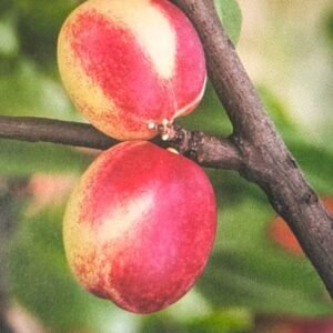 pêche brugnon de septembre brugnon rosé de septembre