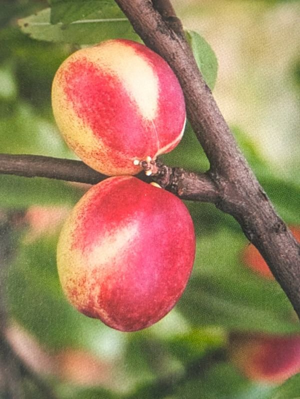brugnon rosé de septembre