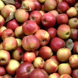 Pommier 'Belle de Boskoop'