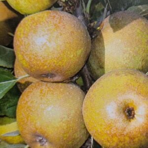 pomme reinette de villecomtal