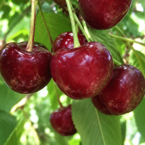 Cerisier Bigarreau 'Moreau' dordogne