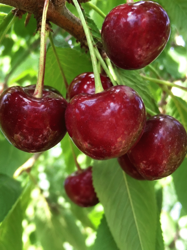 cerise moreau Cerisier Bigarreau 'Moreau' dordogne