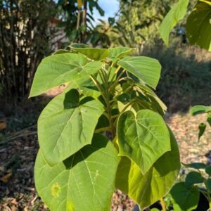 paulownia z07 paulownia-z07