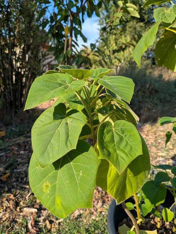 paulownia z07 paulownia-z07