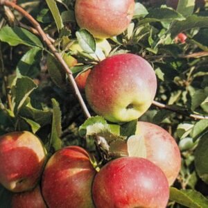 pomme d'albret