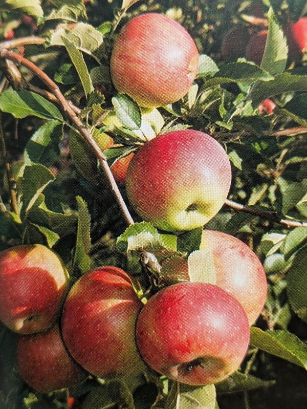 pomme d'albret