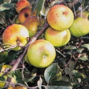 pomme glace